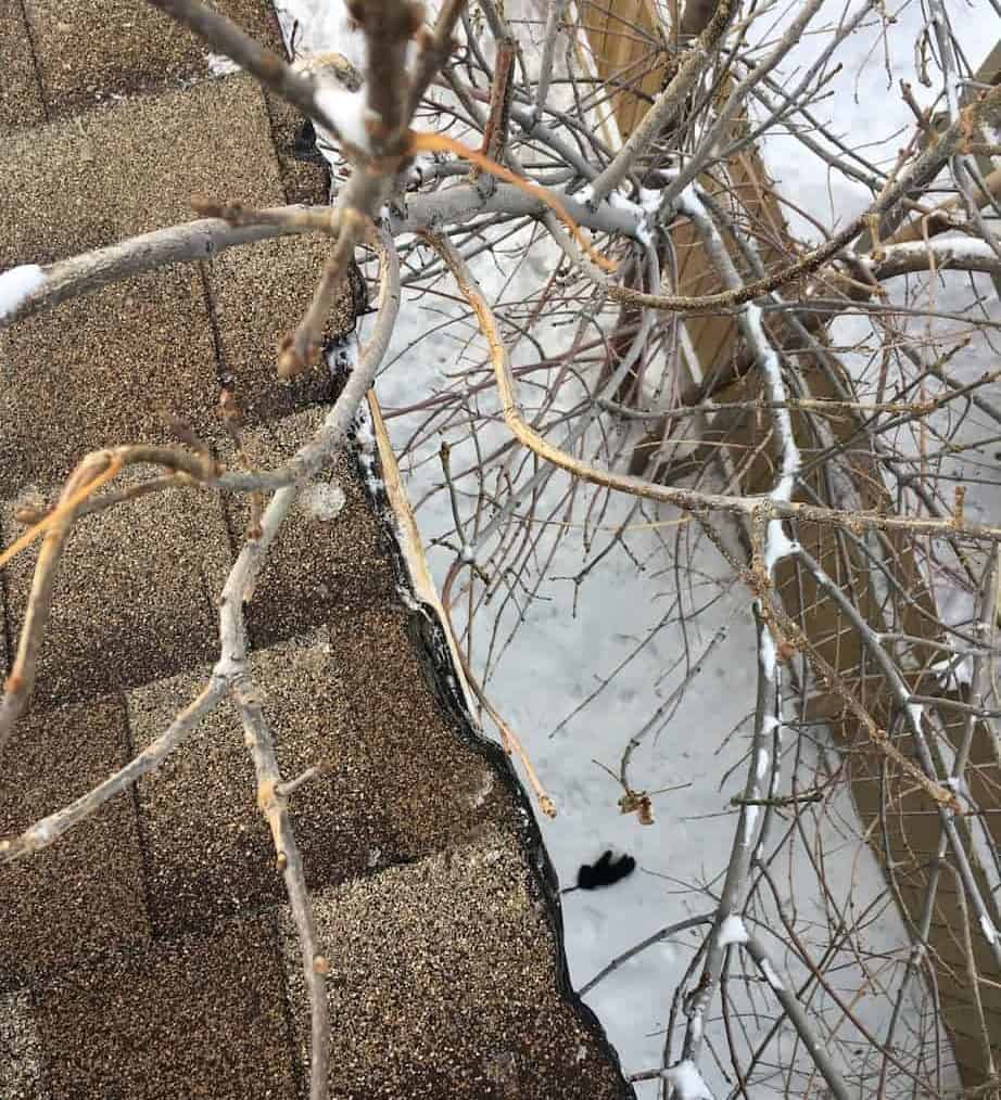 Tree rubbing up and damaging a house