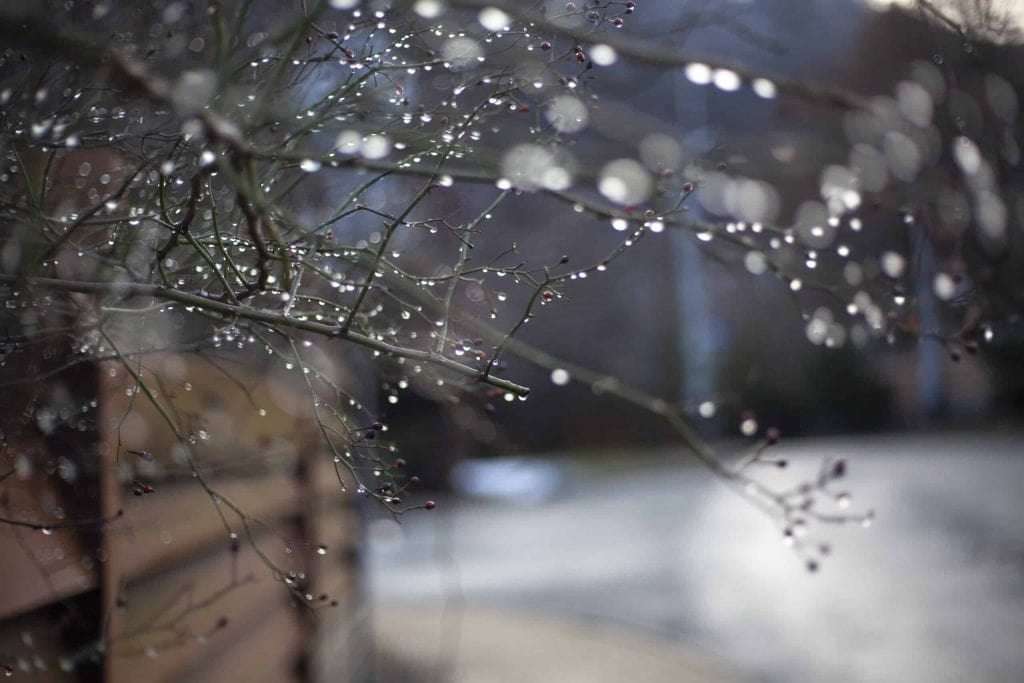 Drops of water on the branches of a plant. Early spring. Blurred background. Weather after the rain. Thin branches covered with water. Beauty of nature.