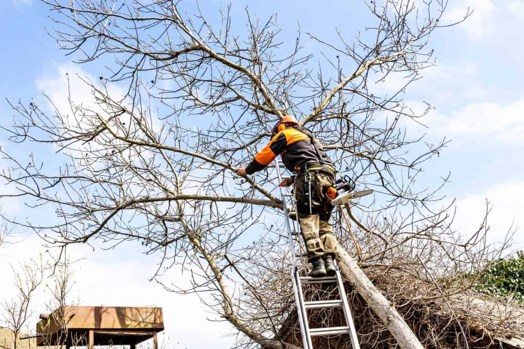 Man on a ladder cutting off overhanging branches