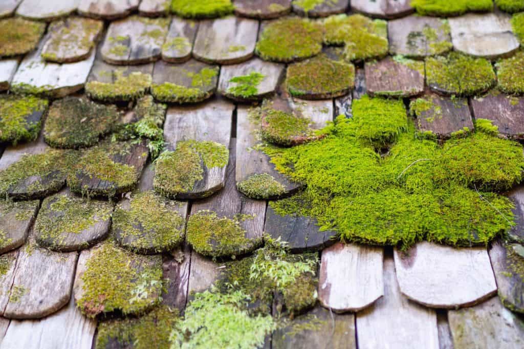 Full frame photo of old damaged wooden roof covered by moss