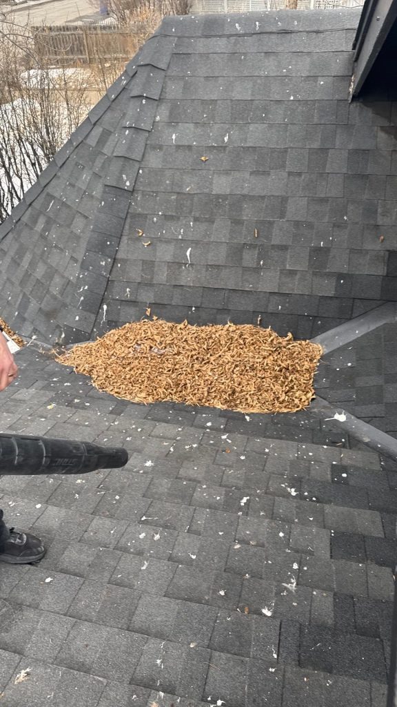 Debris from leaves pilling up on the roof that can cause ice damming in Calgary.