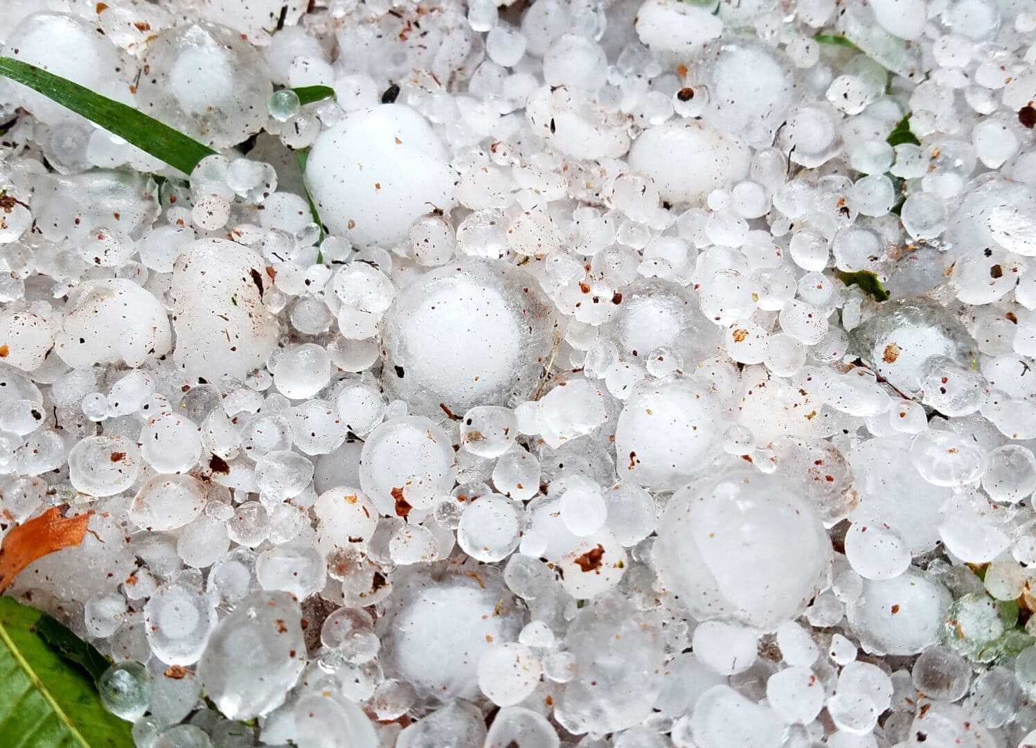 Close-up of hailstones on the ground in Calgary, showing the type of storm damage Class 4 impact-resistant shingles are designed to withstand.